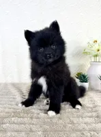 Jewels, a female Pomsky for sale in Indianapolis, IN – 4 of 5