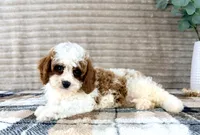 Marlin, a male Cavapoo for sale in Indianapolis, IN – 3 of 4
