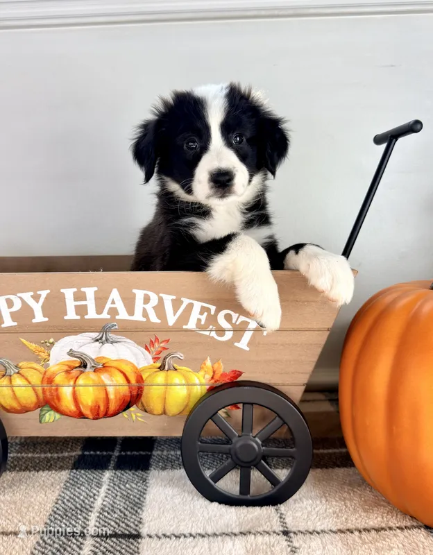 Pumpkin – Border Collie puppy for sale in Indianapolis, IN