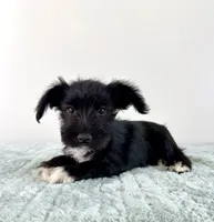 AKC Sophie, a female Miniature Schnauzer for sale in Indianapolis, IN – 4 of 5