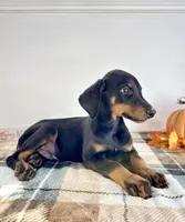 Reign, a male Doberman Pinscher for sale in Indianapolis, IN – 2 of 5