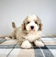 Stuart, a male Miniature Bernedoodle for sale in Indianapolis, IN – 2 of 6