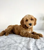 Georgie, a male Miniature Goldendoodle for sale in Indianapolis, IN – 5 of 6