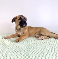 Gia, a female Border Collie and Cane Corso for sale in Indianapolis, IN – 2 of 5