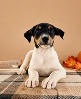 Copper, a male Rat Terrier and Doberman Pinscher for sale in Indianapolis, IN – 4 of 4