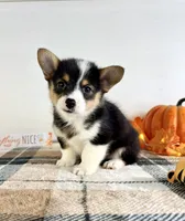 CKC Miles, a male Pembroke Welsh Corgi for sale in Indianapolis, IN – 5 of 5