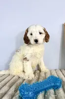 Griffin, a male Miniature Goldendoodle for sale in Indianapolis, IN – Photo 3 of 4