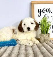 Griffin, a male Miniature Goldendoodle for sale in Indianapolis, IN – Photo 2 of 4