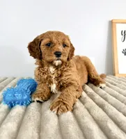 Gizmo, a male Miniature Goldendoodle for sale in Indianapolis, IN – Photo 7 of 8