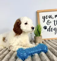 Griffin, a male Miniature Goldendoodle for sale in Indianapolis, IN – Photo 4 of 4