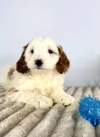 Griffin, a male Miniature Goldendoodle for sale in Indianapolis, IN – Photo 1 of 4