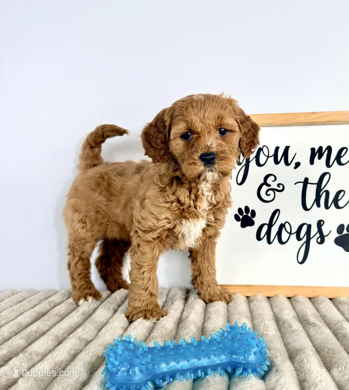 Gizmo – Miniature Goldendoodle puppy for sale in Indianapolis, IN