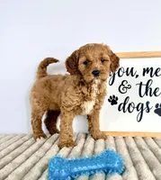 Gizmo, a male Miniature Goldendoodle for sale in Indianapolis, IN – Photo 1 of 8