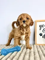 Gizmo, a male Miniature Goldendoodle for sale in Indianapolis, IN – Photo 6 of 8