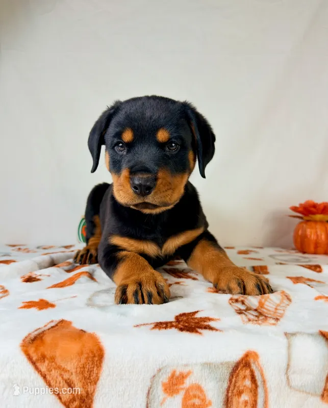 Queenie  – Rottweiler puppy for sale in Indianapolis, IN