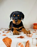 Queenie , a female Rottweiler for sale in Indianapolis, IN – 1 of 7