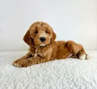 Garrett, a male Miniature Goldendoodle for sale in Indianapolis, IN – 5 of 5