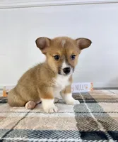 CKC MJ, a female Pembroke Welsh Corgi for sale in Indianapolis, IN – 5 of 5