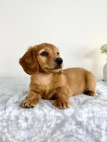 Dax, a male Miniature Dachshund for sale in Indianapolis, IN – 6 of 6