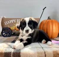 Pumpkin, a female Border Collie for sale in Indianapolis, IN – 4 of 5