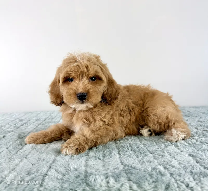 Biscuit – Cavapoo puppy for sale in Indianapolis, IN