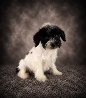 AKC Skye, a female Miniature Schnauzer for sale in Indianapolis, IN – 2 of 4