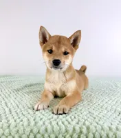 AKC Lucy, a female Shiba Inu for sale in Indianapolis, IN – 2 of 4