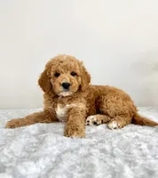 Gunther, a male Miniature Goldendoodle for sale in Indianapolis, IN – 6 of 6