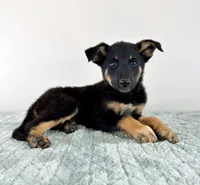 Zeus, a male Australian Cattle Dog and German Shepherd Dog for sale in Indianapolis, IN – 1 of 5