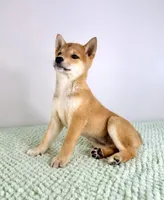 Maya, a female Shiba Inu for sale in Indianapolis, IN – 4 of 6