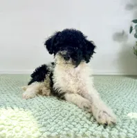 Wednesday, a female Miniature Bernedoodle for sale in Indianapolis, IN – 4 of 5
