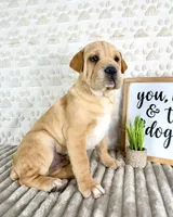 Hudson, a male Chinese Shar-Pei for sale in Indianapolis, IN – Photo 3 of 5