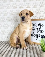 Hudson, a male Chinese Shar-Pei for sale in Indianapolis, IN – Photo 4 of 5