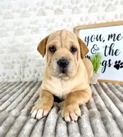 Hudson, a male Chinese Shar-Pei for sale in Indianapolis, IN – Photo 2 of 5