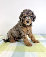 Buzz, a male Miniature Bernedoodle for sale in Indianapolis, IN – 5 of 5