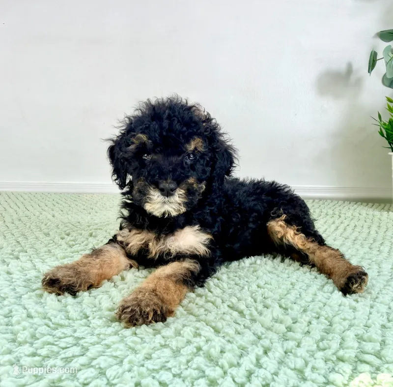 Sabrina – Miniature Bernedoodle puppy for sale in Indianapolis, IN