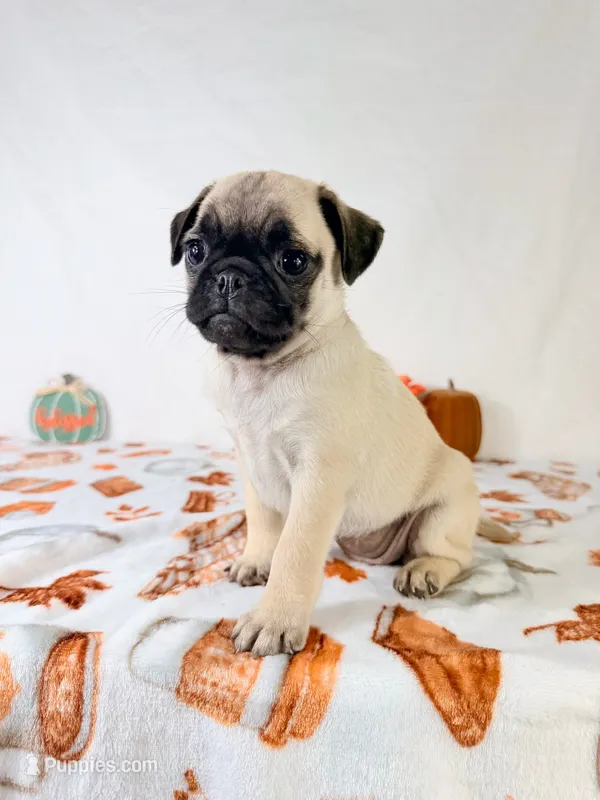 Paisley – Pug puppy for sale in Indianapolis, IN