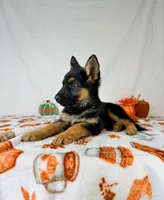 Luna, a female German Shepherd Dog for sale in Indianapolis, IN – 2 of 4