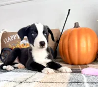 Autumn, a female Border Collie for sale in Indianapolis, IN – 3 of 7