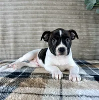 Donatello, a male Boston Terrier and Rat Terrier for sale in Indianapolis, IN – 2 of 5
