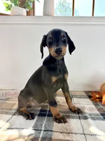 Reign, a male Doberman Pinscher for sale in Indianapolis, IN – 1 of 5