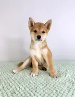Maya, a female Shiba Inu for sale in Indianapolis, IN – 6 of 6