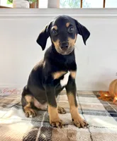 Duke, a male Doberman Pinscher for sale in Indianapolis, IN – 1 of 6