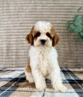 Dory, a female Cavapoo for sale in Indianapolis, IN – 4 of 6