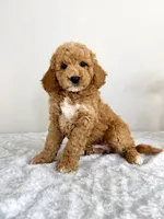Gunther, a male Miniature Goldendoodle for sale in Indianapolis, IN – 3 of 6