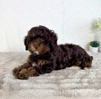Lola, a female Cavapoo for sale in Indianapolis, IN – Photo 2 of 5