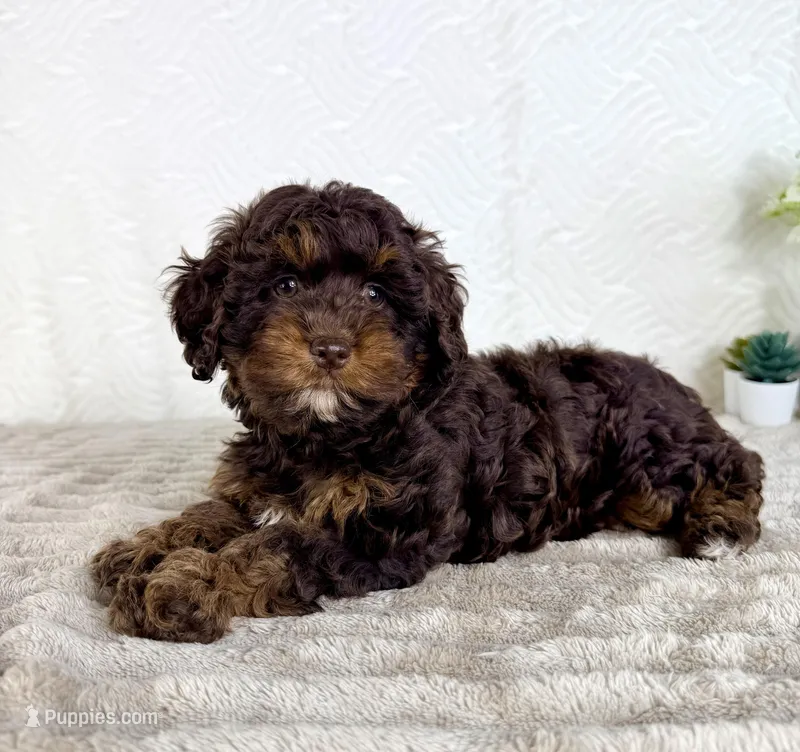 Lola – Cavapoo puppy for sale in Indianapolis, IN