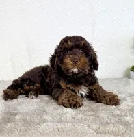 Lola, a female Cavapoo for sale in Indianapolis, IN – Photo 4 of 5