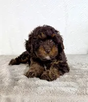Lola, a female Cavapoo for sale in Indianapolis, IN – Photo 5 of 5