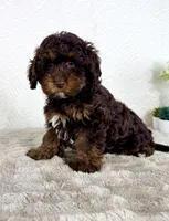 Lola, a female Cavapoo for sale in Indianapolis, IN – Photo 3 of 5